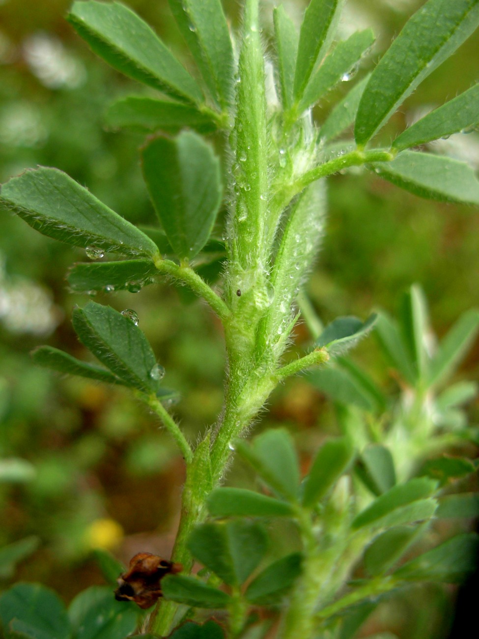 Trigonella gladiata M. Bieb./Fieno greco selvatico